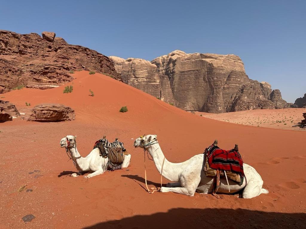 Bedouin Holidays Camp And Jeep Tours 와디럼 외부 사진